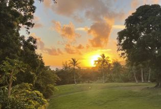 Palm trees with a sunset